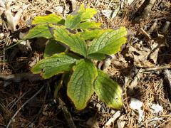 Lithospermum helleri