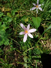 Colchicum autumnale