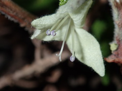 Chloanthes stoechadis