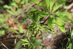 Arisaema consanguineum