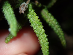 Chloanthes stoechadis