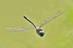 Macromia taeniolata