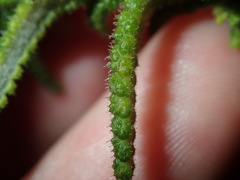 Chloanthes stoechadis