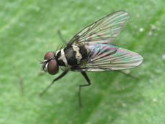 Limnophora obsignata