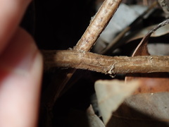 Chloanthes stoechadis