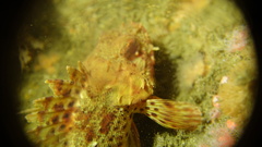 Scorpaena guttata