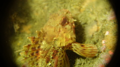 Scorpaena guttata