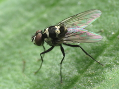 Limnophora obsignata