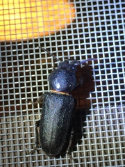 Spondylis buprestoides