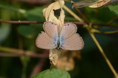 Euchrysops cnejus cnejus