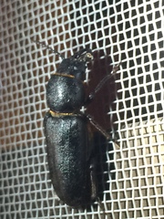 Spondylis buprestoides