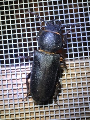 Spondylis buprestoides