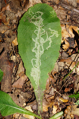 Phytomyza primulae