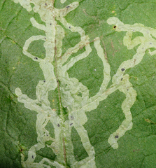 Phytomyza primulae