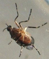 Actilasioptera