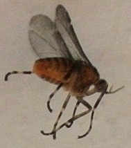 Actilasioptera