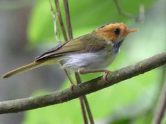 Abroscopus albogularis