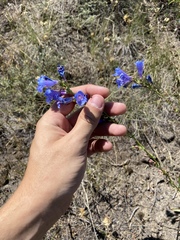 Penstemon cyaneus