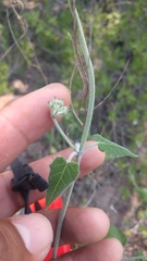 Funastrum pannosum