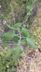 Funastrum pannosum