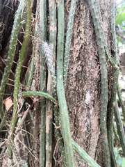 Selenicereus spinulosus