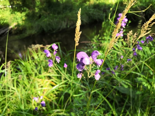 Aconitum ambiguum