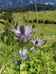 Eryngium alpinum