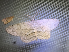 Hypomecis punctinalis conferenda