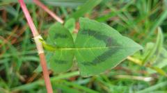Persicaria runcinata