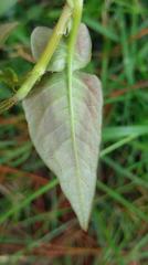Persicaria runcinata