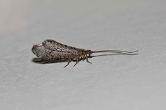 Trichoma gracilipenne