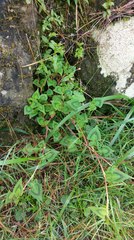 Persicaria runcinata