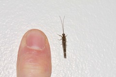 Trichoma gracilipenne