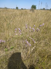 Limonium tomentellum