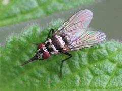Limnophora obsignata