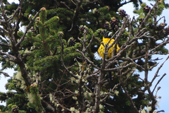 Mycerobas affinis