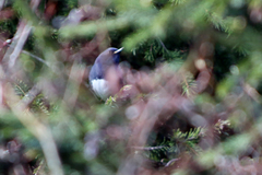 Luscinia phaenicuroides