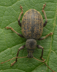 Otiorhynchus aurifer