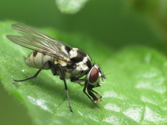 Limnophora obsignata