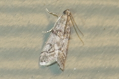 Promylea lunigerella