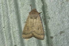 Homorthodes communis