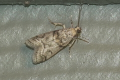 Promylea lunigerella