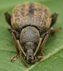 Otiorhynchus aurifer