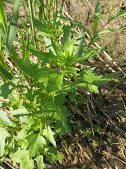 Atriplex intracontinentalis