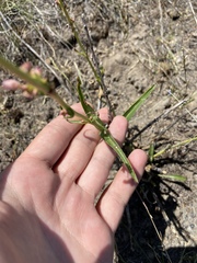 Penstemon cyaneus