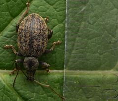 Otiorhynchus aurifer