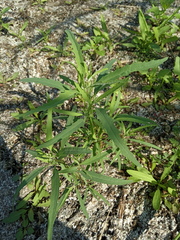 Atriplex intracontinentalis