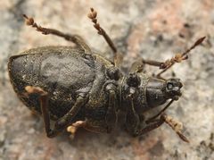 Otiorhynchus aurifer