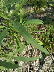 Atriplex intracontinentalis