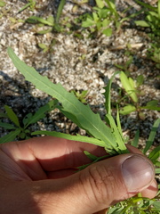 Atriplex intracontinentalis